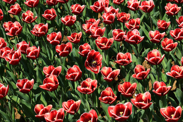 鮮やかなチューリップ