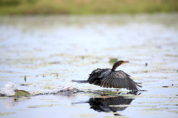 Cormorant - Lake Anapa - Uganda, Africa