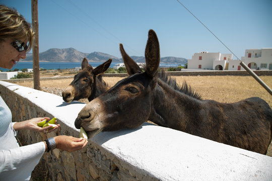Grecia Isola di Schinoussa, asinelli