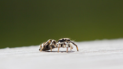 Little jumping spider is sitting on wood with soft background