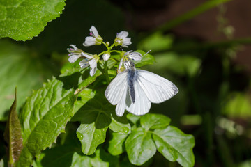 A little butterfly hangs on a leaf
