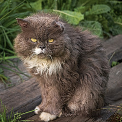Naklejka na ściany i meble Old cat sitting on grass background