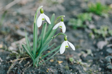 Bush is a wild snowdrop in the forest.