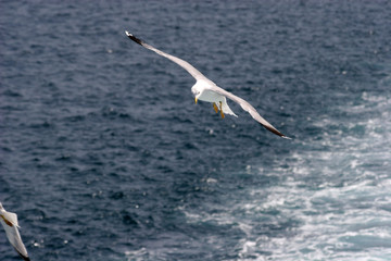 Fototapeta na wymiar Seagull. Bird flies over the sea. Seagulls hover over deep blue sea. Gull hunting down fish. Gull over boundless expanse air. Free flight. Seagull fly above ocean. No sharpen mask