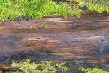 Natural wooden background with copy space between moss
