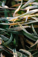 Dew and frost on the grass.