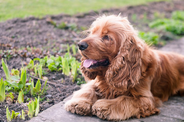 The English Cocker Spaniel lays on the ground looking to the side. A breed dog, a dog that is playing