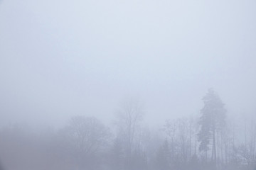 Foggy landscape where you almost can't see the forest.