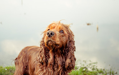 English cocker Spaniel is played by water, wet dog, dog near the lake