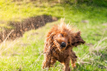 English Cocker Spaniel shaking off water after bathing in a pond, wet dogs, dogs playing, beautiful dogs. Beautiful background, green grass and sun rays