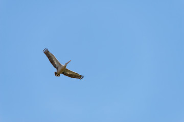 Flying spot billed pelican or grey pelican in Thailand