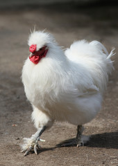 White rooster step in sand