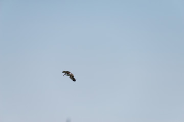 Flying spot billed pelican or grey pelican in Thailand