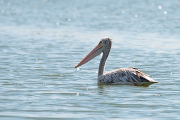spot billed pelican or grey pelican in Thailand