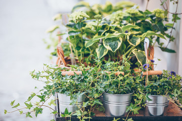 Plants in the pots placed on the table