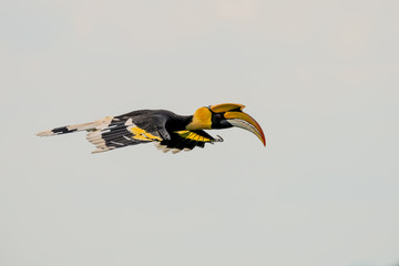 Flying great hornbill at Khao Yai national park, THAILAND © joesayhello