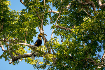 Great hornbill at Khao Yai national park, THAILAND © joesayhello