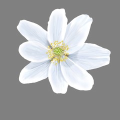 Fiore bianco Anemone nemorosa