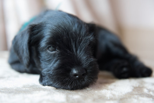 funny cute Miniature Schnauzer puppy dog is sleeping portrait