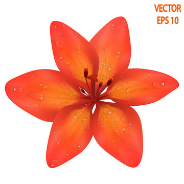 Vector realistic image of an orange lily flower after a rain. Orange tiger lily. Lily with drops of dew on petals. Image for the design of printed products, packages of seeds. Vector EPS 10.