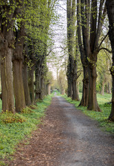 Romantic and mysterious alley path with old big trees in park. Beauty nature landscape. Summer walk.