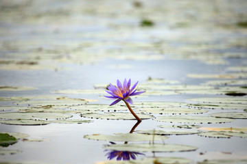 Tropical Flower - Uganda, Africa