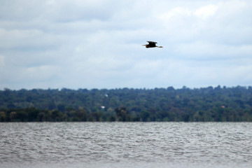 Fototapeta na wymiar Wildlife - Bisina Wetlands - Uganda, Africa