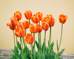 Яркие алые тюльпаны на клумбе.