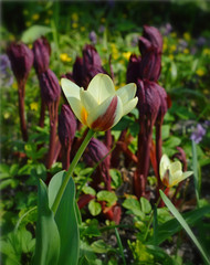 Светло-жёлтый тюльпан Кауфмана в саду.