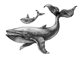Fototapeta premium Wielki wieloryb i mały rysunek ręka wieloryba vintage Grawerowanie
