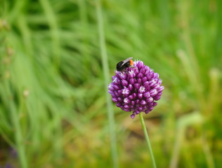Декоративный лук с пчелой на цветке крупным планом.