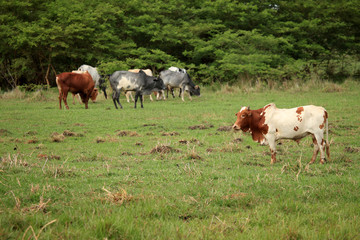 Cows - Uganda, Africa