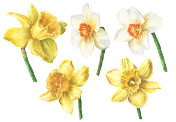 Watercolor daffodil flowers with stems, hand drawn colorful yellow botanical set, isolated on white background.