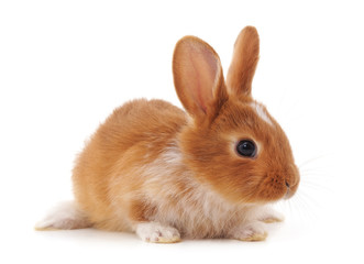One red rabbit.