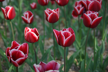 Tulipes rouges au printemps au jardin