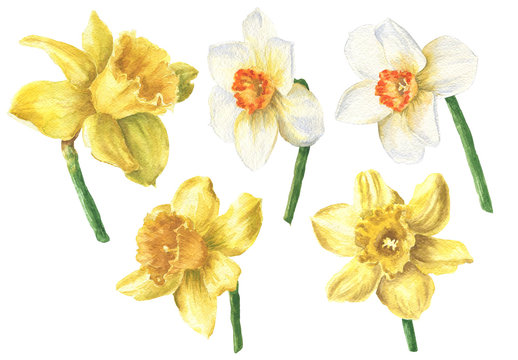 Daffodil Watercolor Images – Browse 9,785 Stock Photos, Vectors, and Video  | Adobe Stock