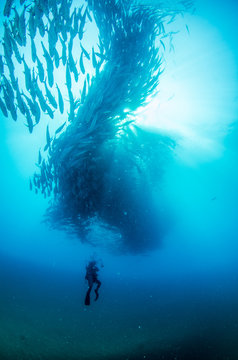 Big eye Trevally Jack, (Caranx sexfasciatus) in polarized school, bait ball or tornado with a diver taking pictures. Cabo Pulmo National Park. Baja California Sur,Mexico.