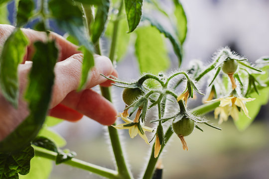 Young Green Tomatoes Growing Indoors On A Windowsill And A Caring Hand. Fresh And Organic Harvest All Year Round.