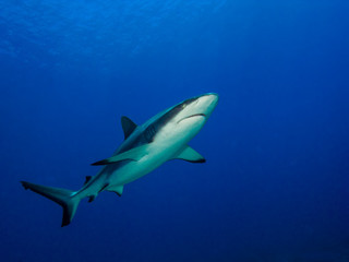 Obraz na płótnie Canvas Shark diving in Tahiti