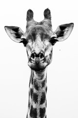 Obraz premium Giraffe B&W