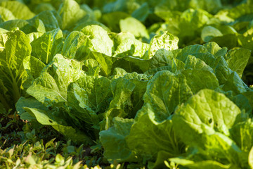 Plantation of Lettuce in Cyprus
