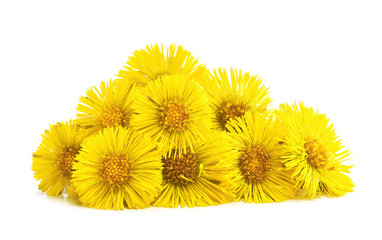 Tussilago china on white background