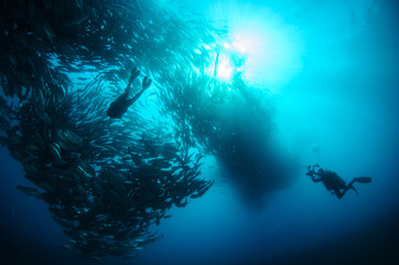 Fototapeta premium Big eye Trevally Jack, (Caranx sexfasciatus) in polarized school, bait ball or tornado with a diver taking pictures. Cabo Pulmo National Park. Baja California Sur,Mexico.