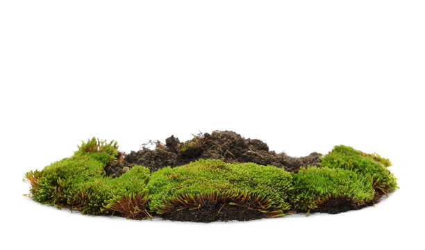 Green moss with dirt pile isolated on white background