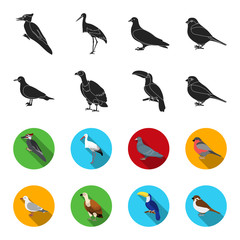 Gull, toucan and other species. Birds set collection icons in black,flet style vector symbol stock illustration web. © pandavector