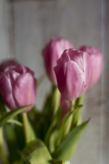 beautiful pink tulip