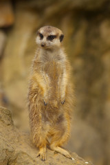 Standing Suricatta