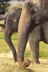 Fototapeta premium Two elephants