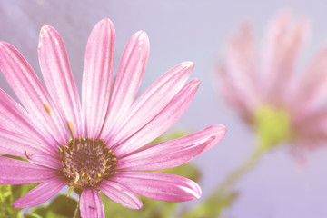 Obraz premium Spring flowers - floral natural spring background with flowers.