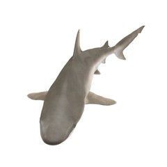 Blacknose Shark on white. 3D illustration